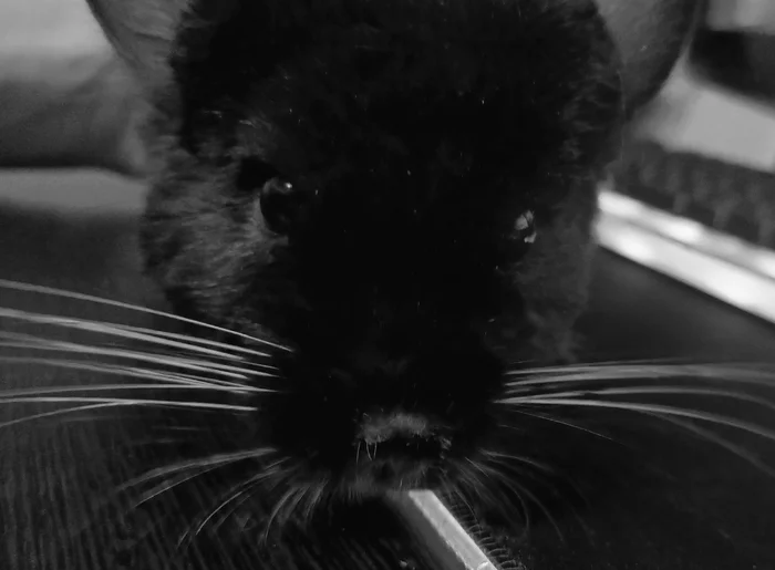 Bye Luke... - My, Chinchilla, Pets, Rodents, The photo