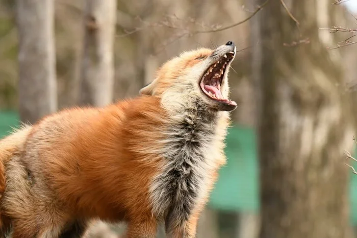 …AAAAAAAAAA!!!! - Fox, Scream, Animals, Wild animals, Nature