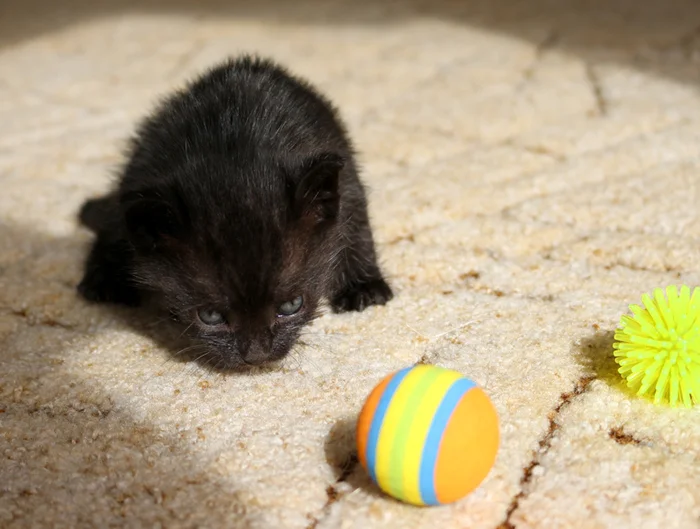 The story of the cat Basyanya - My, cat, The rescue, Black cat, Memory, Longpost, Death, Kittens, It Was-It Was