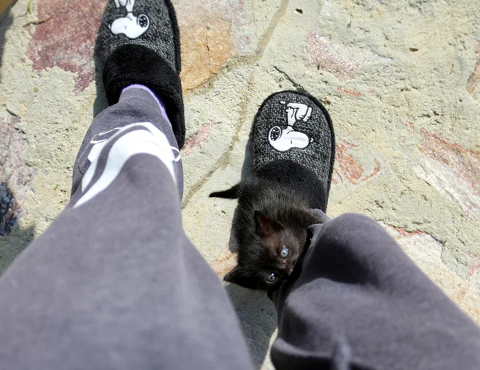 The story of the cat Basyanya - My, cat, The rescue, Black cat, Memory, Longpost, Death, Kittens, It Was-It Was