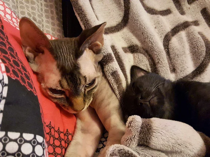 The story of the cat Basyanya - My, cat, The rescue, Black cat, Memory, Longpost, Death, Kittens, It Was-It Was