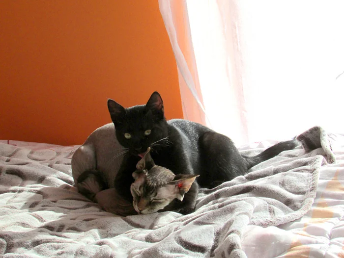 The story of the cat Basyanya - My, cat, The rescue, Black cat, Memory, Longpost, Death, Kittens, It Was-It Was