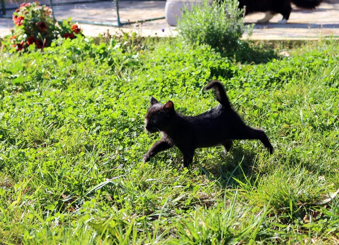 The story of the cat Basyanya - My, cat, The rescue, Black cat, Memory, Longpost, Death, Kittens, It Was-It Was