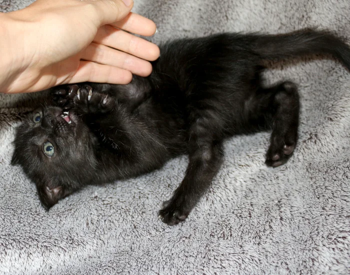 The story of the cat Basyanya - My, cat, The rescue, Black cat, Memory, Longpost, Death, Kittens, It Was-It Was