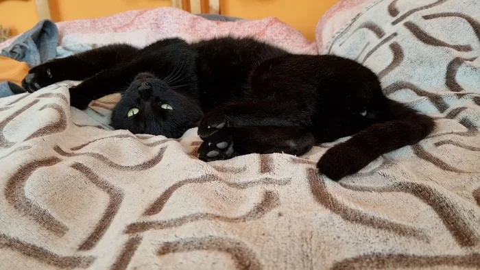 The story of the cat Basyanya - My, cat, The rescue, Black cat, Memory, Longpost, Death, Kittens, It Was-It Was