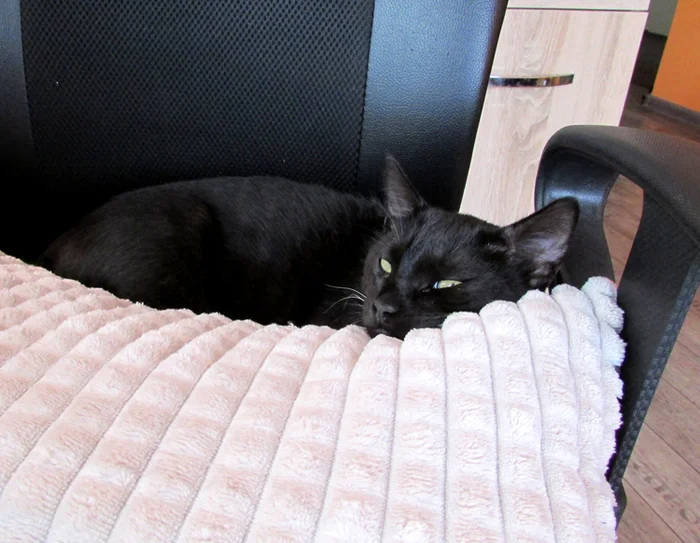 The story of the cat Basyanya - My, cat, The rescue, Black cat, Memory, Longpost, Death, Kittens, It Was-It Was