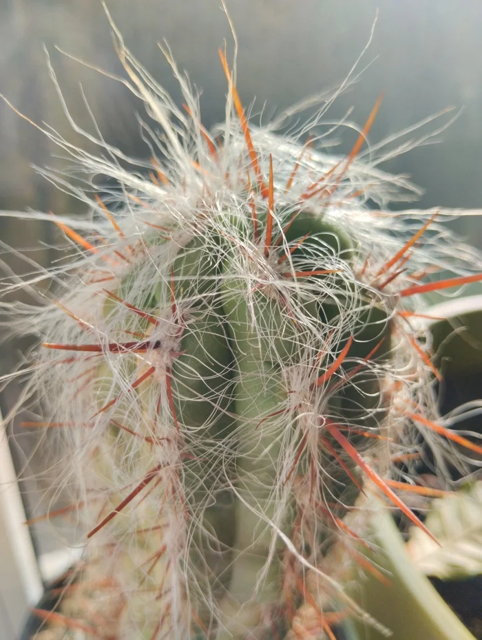 Shaggy head - My, Houseplants, Plants, Cactus, Hobby, Succulents, Longpost