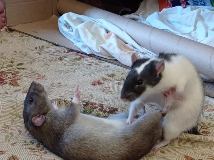 Rat showdowns - My, Rat, Fight, Milota, Pets