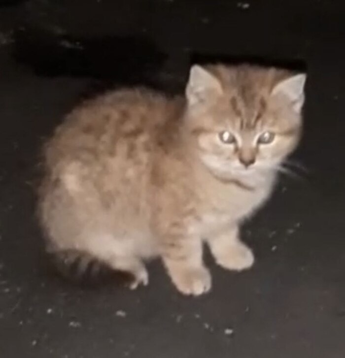      , , ,  , ,  , ,   , , 