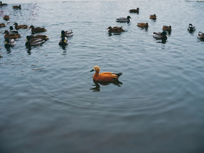 Not like everyone else - My, The photo, Nature, Duck, Ogar, Pond, Winter, Animals