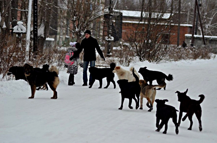 Зашел на страницу Следственного комитета Российской Федерации Вконтакте и посмотрел сообщения о нападении собак в ноябре 2024 г.: