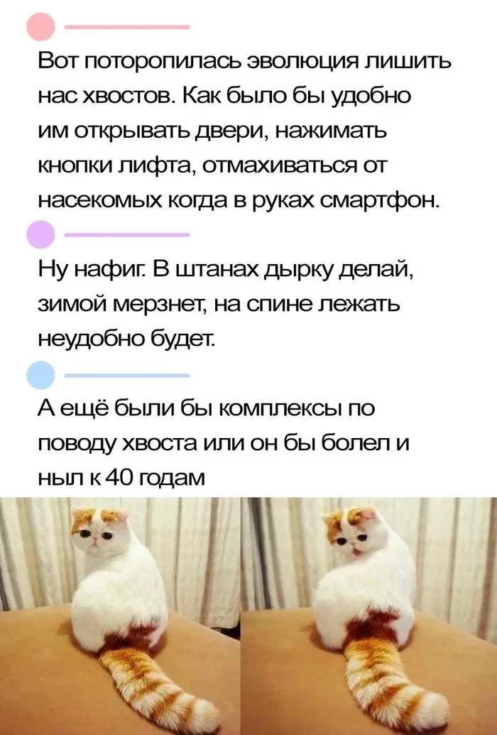 It seems to me that people lied less then, the tail wouldn’t let them do it) - Picture with text, cat, Tail, Evolution, Atavism