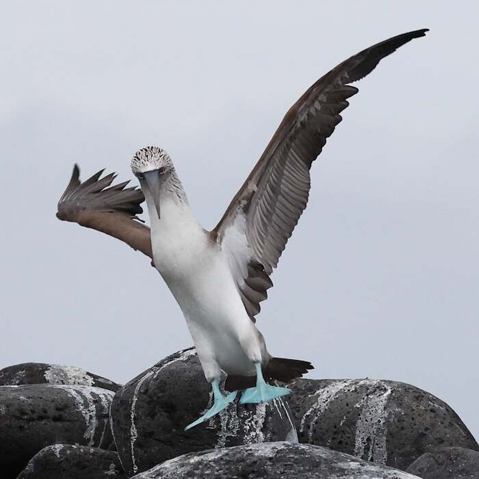 Takeoff - Blue-footed booby, Birds, Wild animals, wildlife, National park, Galapagos Islands, The photo