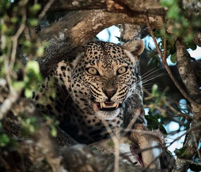 Don't interfere with eating! - Leopard, Big cats, Cat family, Predatory animals, Wild animals, wildlife, Kruger National Park, South Africa, The photo, Mining