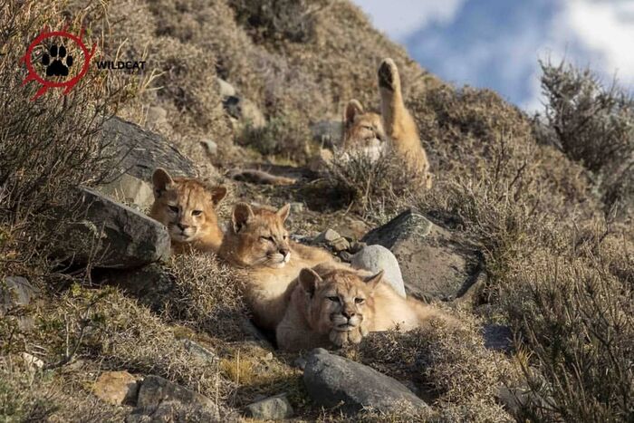 While three are bored, the fourth shows his hobu - Young, Puma, Small cats, Cat family, Predatory animals, Wild animals, wildlife, National park, South America, Hoba, The photo