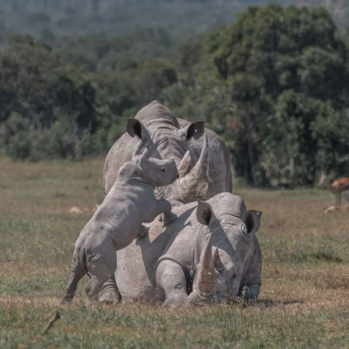 Southern White Rhinoceros Baby - White Rhinoceros, Endangered species, Young, Rhinoceros, Odd-toed ungulates, Wild animals, wildlife, Reserves and sanctuaries, Africa, The photo