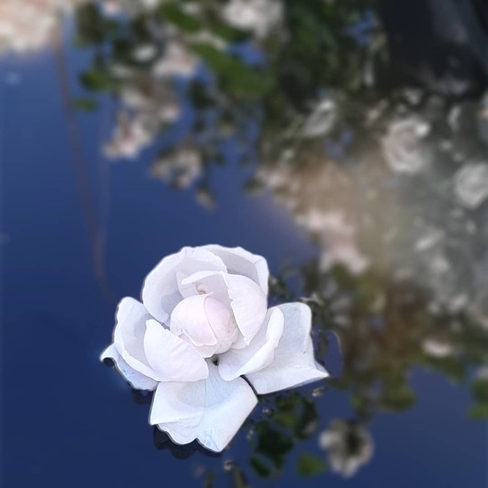  New Dawn , ,  , , 