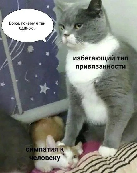 The guy outside the window shouts: Katya, I love you! It's good that I'm not Katya) - Loner, Picture with text, cat, Psychology, Relationship