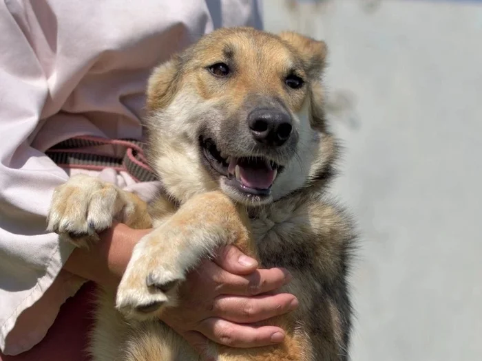 Wendy in MP Perm - Overexposure, In good hands, Homeless animals, Volunteering, Shelter, Longpost, Dog