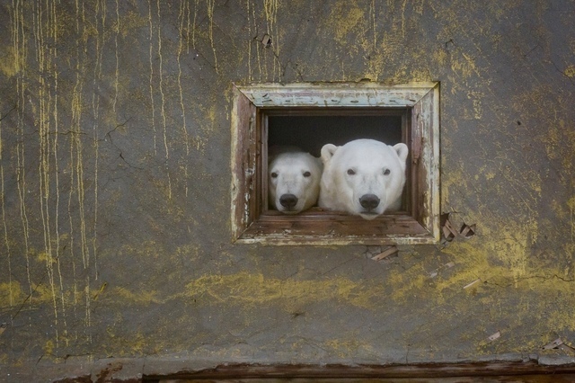 Arthouse - Humor, Irony, Polar bear, The Bears