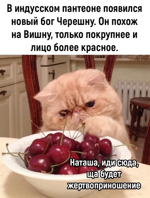 Exotic cat Chereshnu is a new deity of the domestic pantheon. Now the return to his penates has acquired new shades... cherry - Humor, Irony, Picture with text, cat, Exot, Cherries, Deity