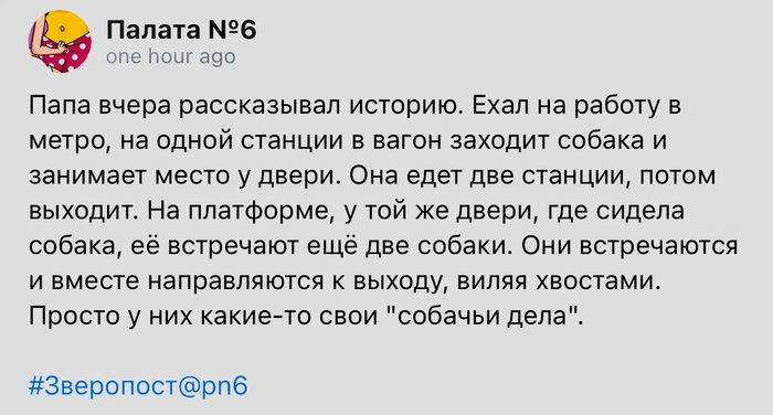 Собачьи дела