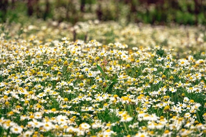 Summer, where are you... - My, The photo, Nature, Netherlands (Holland), Flowers