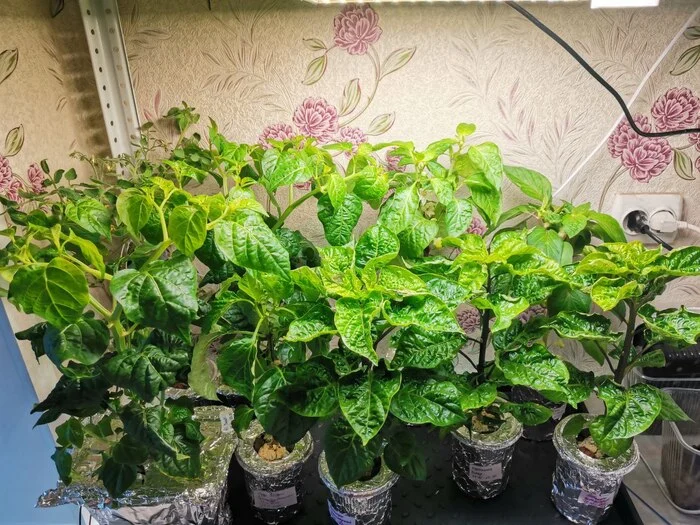 Peppers superhot and not only, on hydroponics. Part 3 - My, Hydroponics, Hot peppers, Gardening, Carolina Reaper, Habanero, Vegetable garden on the windowsill, Plants, Vegetables, Longpost