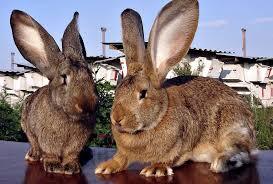 Rabbits are not only valuable fur... - Survey, Farmer, Rabbit, Meat, Cooking, Idiocy