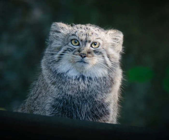 Beauty comes from the north - Pallas' cat, Cat family, Small cats, Predatory animals, Wild animals, Zoo