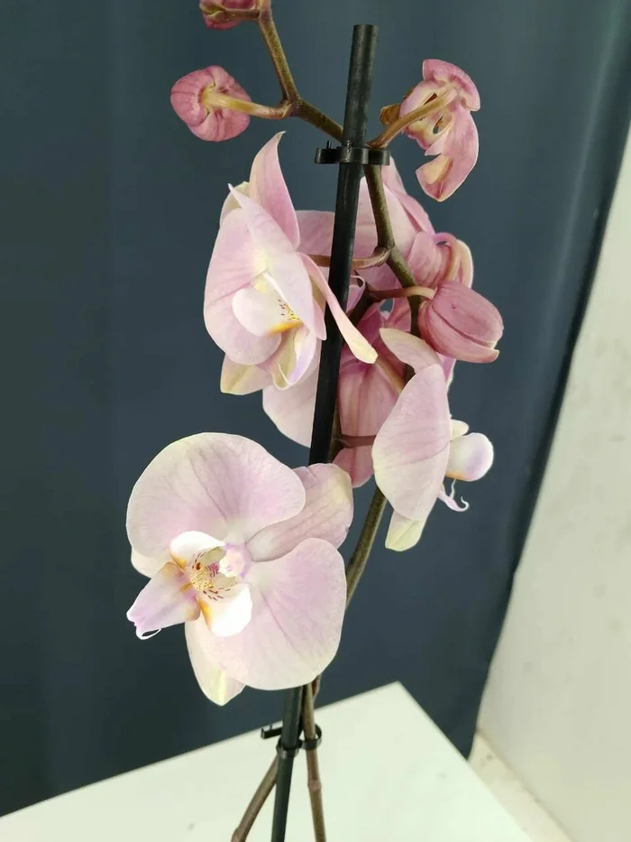 Where is it preferable to buy a Phalaenopsis orchid - My, Gardening, Garden, Garden, Dacha, House, Flowers, Floriculture, Homemade, Home construction, Harvest, Berries, Builders, Heating, Longpost