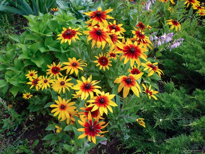 Rudbeckia: Golden Glow in a Country Setting - My, Garden, Gardening, Garden, Dacha, Bloom, Floriculture, Flowers, Flower bed, Landscape design, Vegetables, Plants, House, Berries