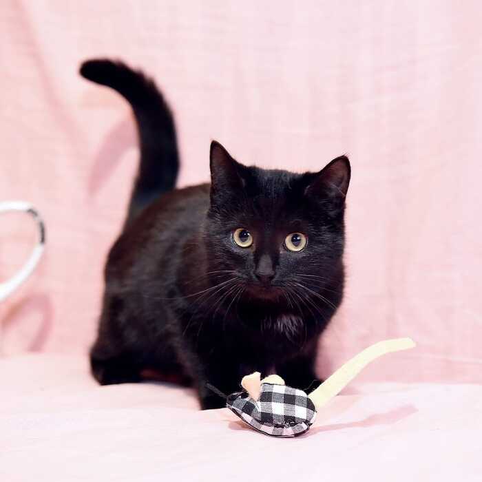 Alice - In good hands, Volunteering, cat, Moscow, Cat lovers, Kittens, Black cat, Longpost