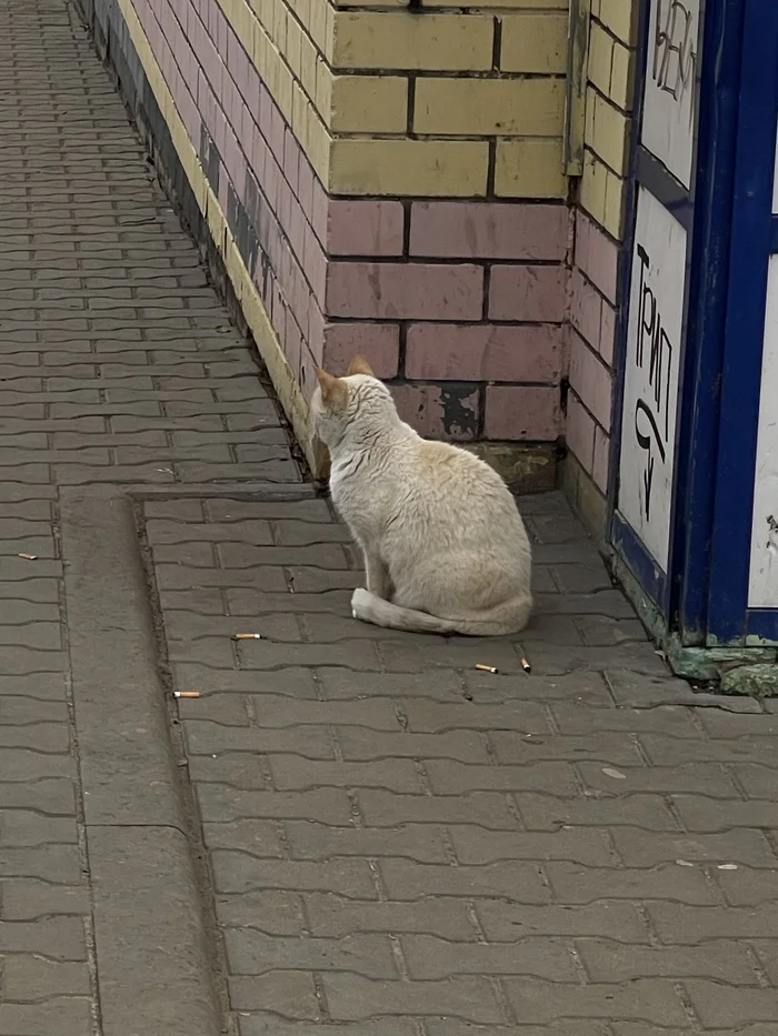 Stern cat smoker - My, cat, Pet the cat, Harsh realism, The Harsh Everyday Life of Serious Life, Goby, Nizhny Novgorod