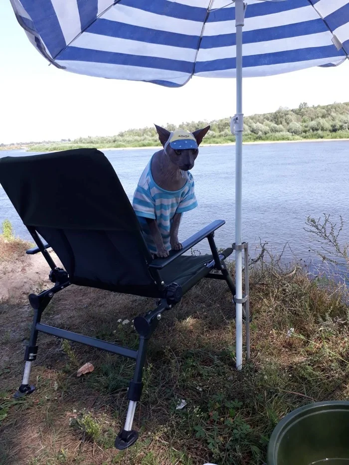 How do you like my outfit? )) - My, Don Sphynx, cat, Beach