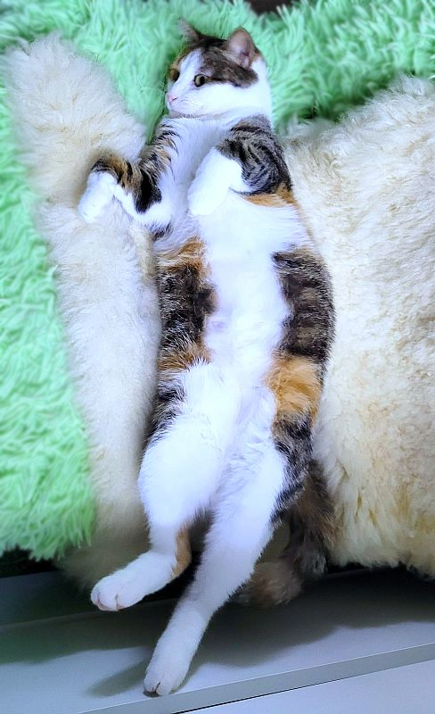 Moscow, Moscow region, tricolor Lilu (2 years old) is looking for a loving family! - My, In good hands, Cat lovers, Kittens, cat, Moscow, Moscow region, No rating, Longpost, I will give, Is free, Kindness, Care, Fluffy, Small cats, Pets, Tricolor cat, Good league, Video, Pet the cat