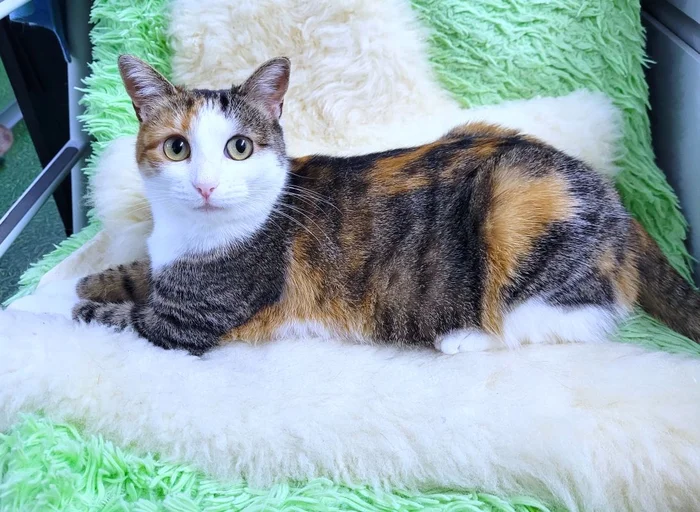 Moscow, Moscow region, tricolor Lilu (2 years old) is looking for a loving family! - My, In good hands, Cat lovers, Kittens, cat, Moscow, Moscow region, No rating, Longpost, I will give, Is free, Kindness, Care, Fluffy, Small cats, Pets, Tricolor cat, Good league, Video, Pet the cat