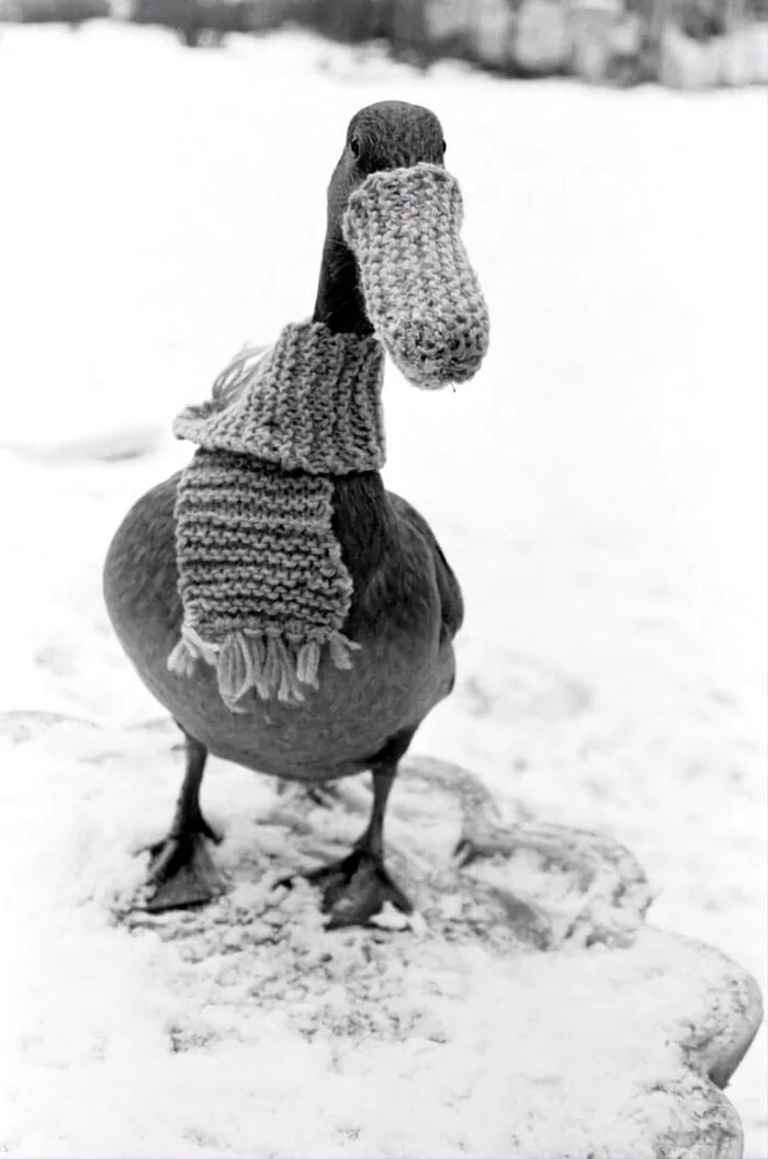 Perfect outfit for today - Funny animals, Humor, Black and white photo, Duck, Scarf, Beak