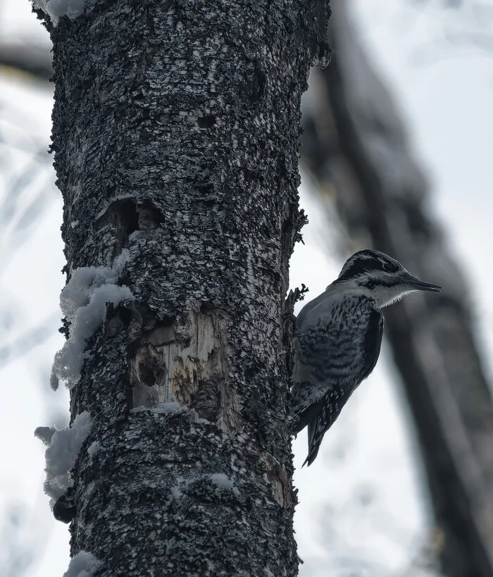 Roll call - My, Photo hunting, The nature of Russia, Birds, Nature, Hobby, Bird watching, Ornithology League, Ornithology, wildlife, Forest, Winter, Longpost