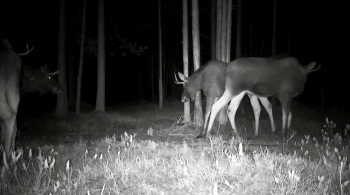 It got colder, and near St. Petersburg, young cuckolds began to gather in herds. It's safer that way - My, Leningrad region, Elk, Each creature has a pair, Pavel Glazkov, Vsevolozhsky district, Video, Video VK, Longpost