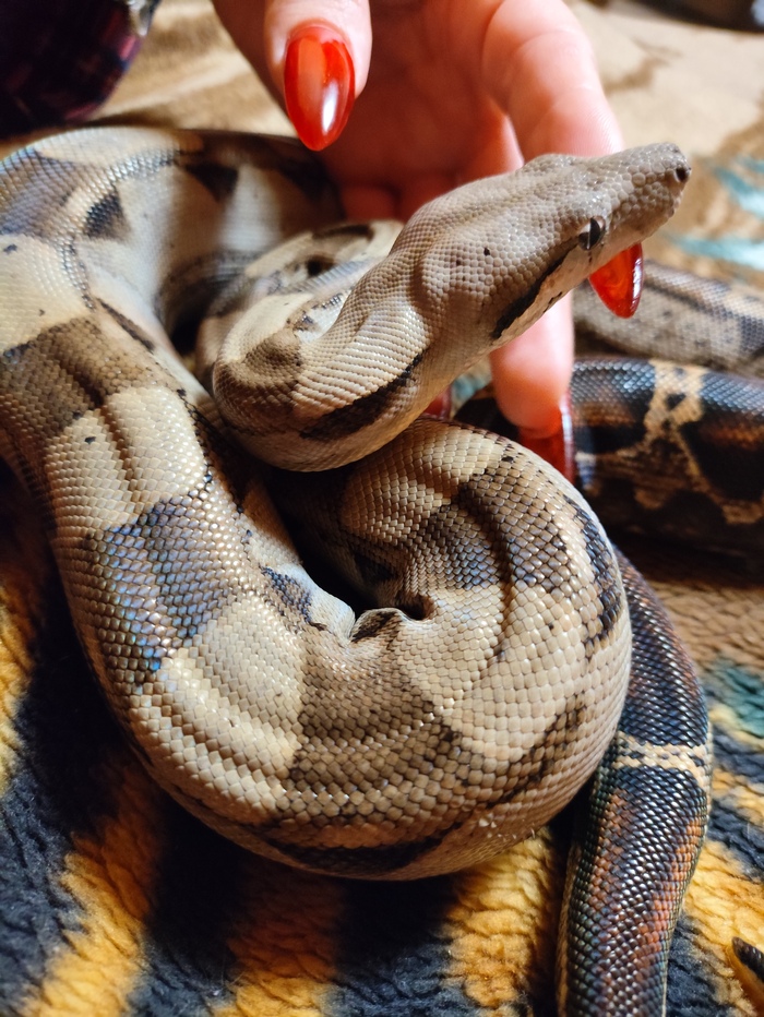 А какие переливы на шкурке