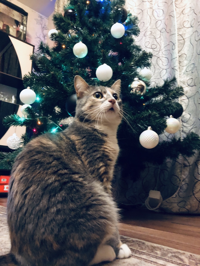 ������ �� ����� ����� ������