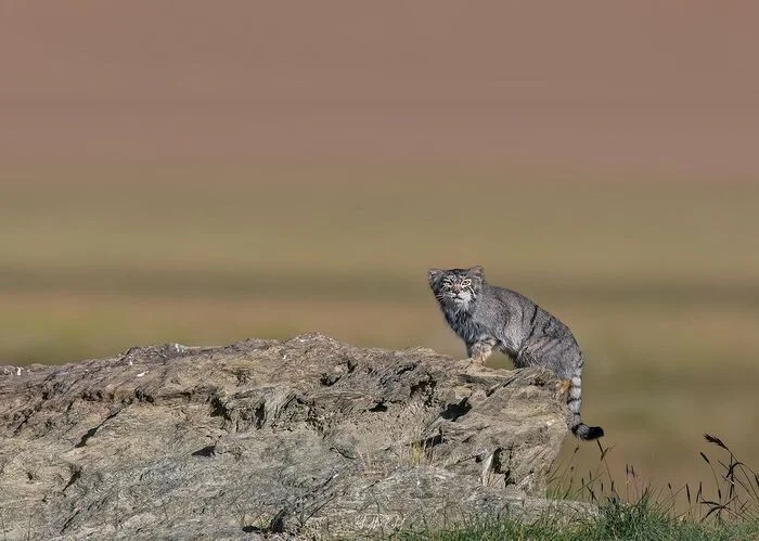 Queen of the Cold Desert - Pallas' cat, Small cats, Cat family, Predatory animals, Wild animals, wildlife, Ladakh, India, The photo