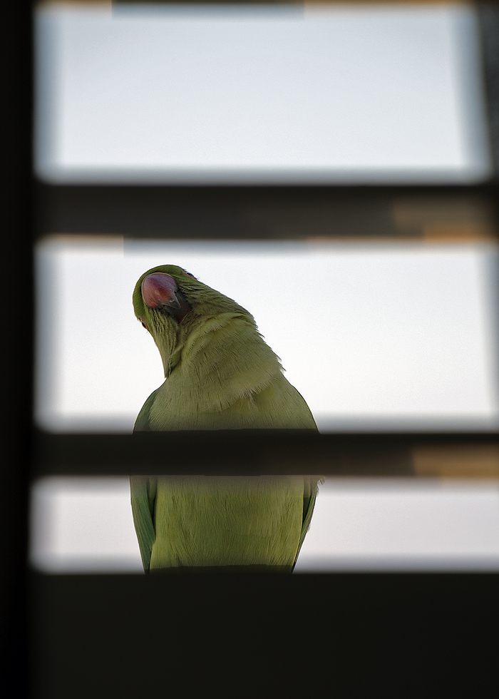 А на днях новый "синий" сосед добавился. Теперь бьют морды друг другу.