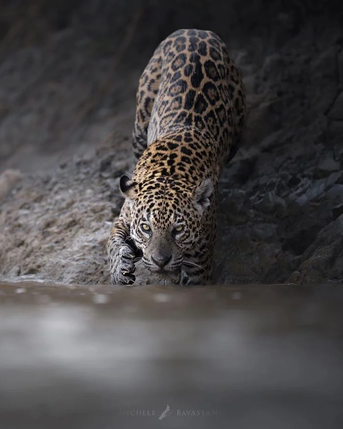 Throw - Jaguar, Big cats, Cat family, Predatory animals, Wild animals, wildlife, South America, River, The photo, Longpost