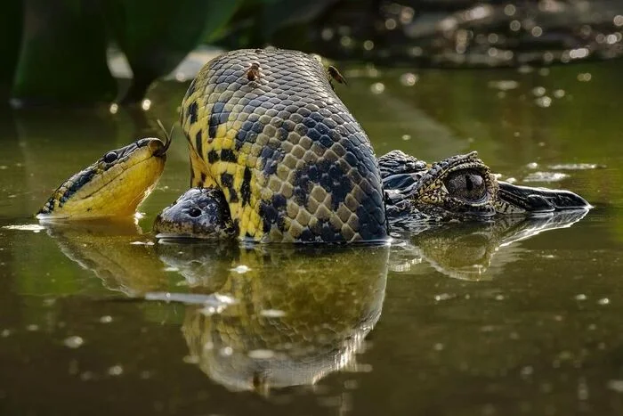 Anaconda and cayman - Anaconda, Snake, Caiman, Crocodiles, Reptiles, Wild animals, wildlife, South America, River, The photo