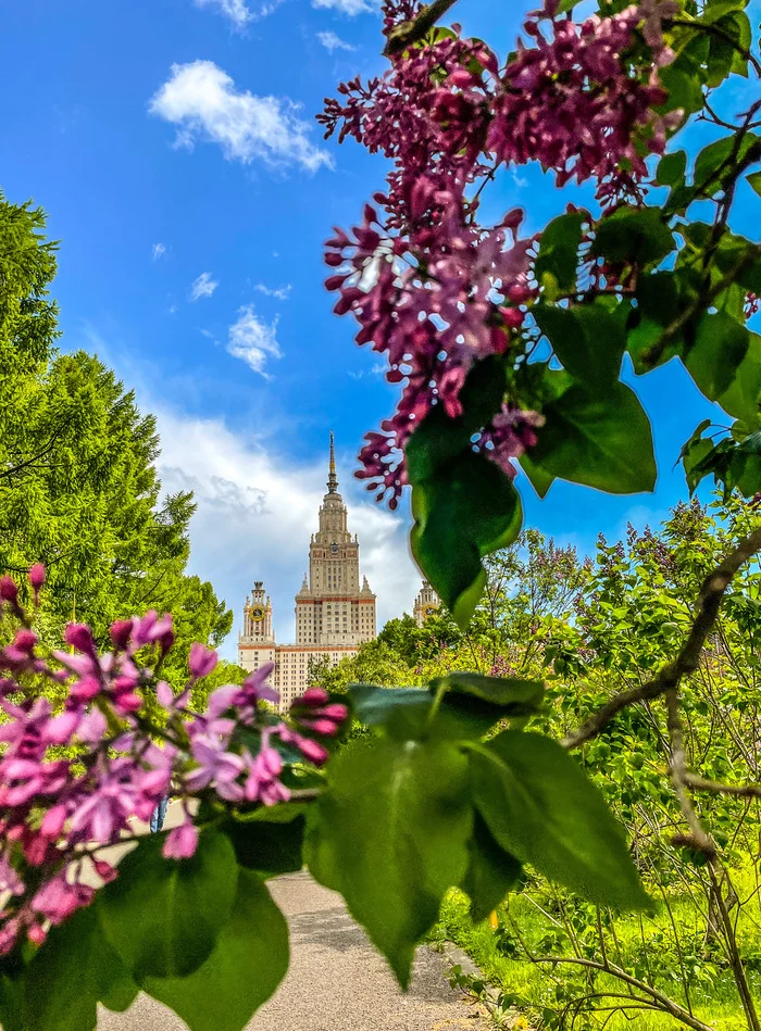 A little bit of color - My, The photo, MSU, Botanical Garden, Spring, Longpost