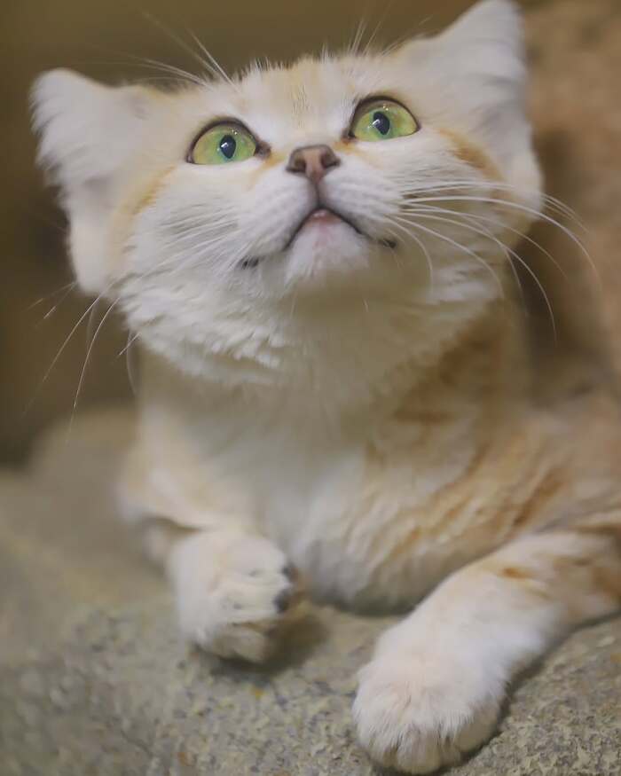 Will you iron? - Sand cat, Small cats, Cat family, Predatory animals, Wild animals, Zoo, The photo