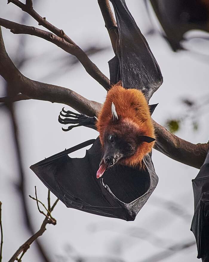 Indian flying fox - Bats, Bats, Wild animals, wildlife, India, The photo