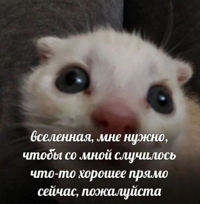 Universe - Picture with text, Humor, Memes, cat, Психолог, Dialog, Age, Sad humor, Psychology, Vital, Universe, Social Psychology, Time, Telegram (link)